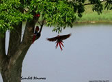 Scarlet Macaws